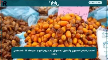 أسعار البلح السيوى وتحليل للأسواق بمطروح اليوم الأربعاء 11 أغسطس 2025